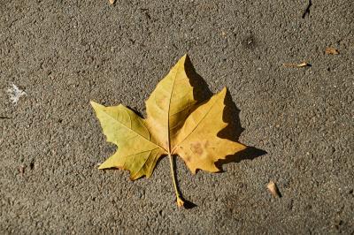 Прикрепленное изображение: DSC04253-1.jpg